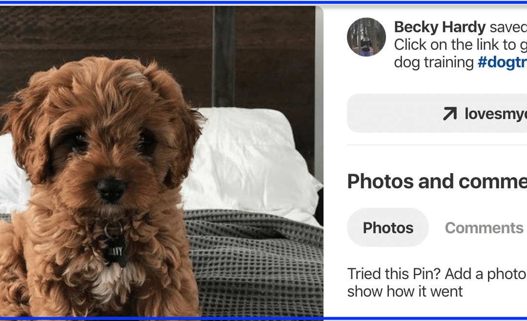 Pinterest_search